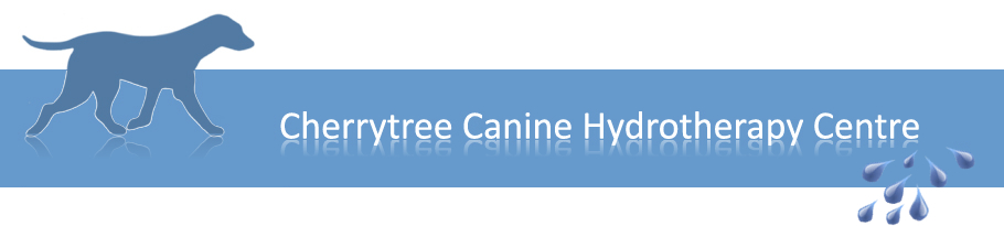 cherrytree canine hydrotherapy for dogs kent & SE england treadmill swimming for dogs